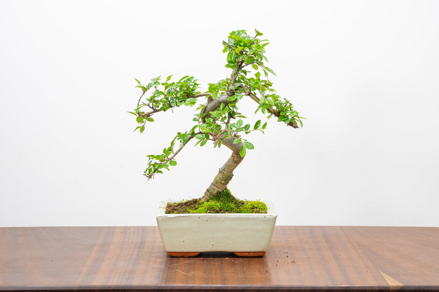 Chinese Elm Bonsai and Care Kit in 15cm Cream Ceramic Pot