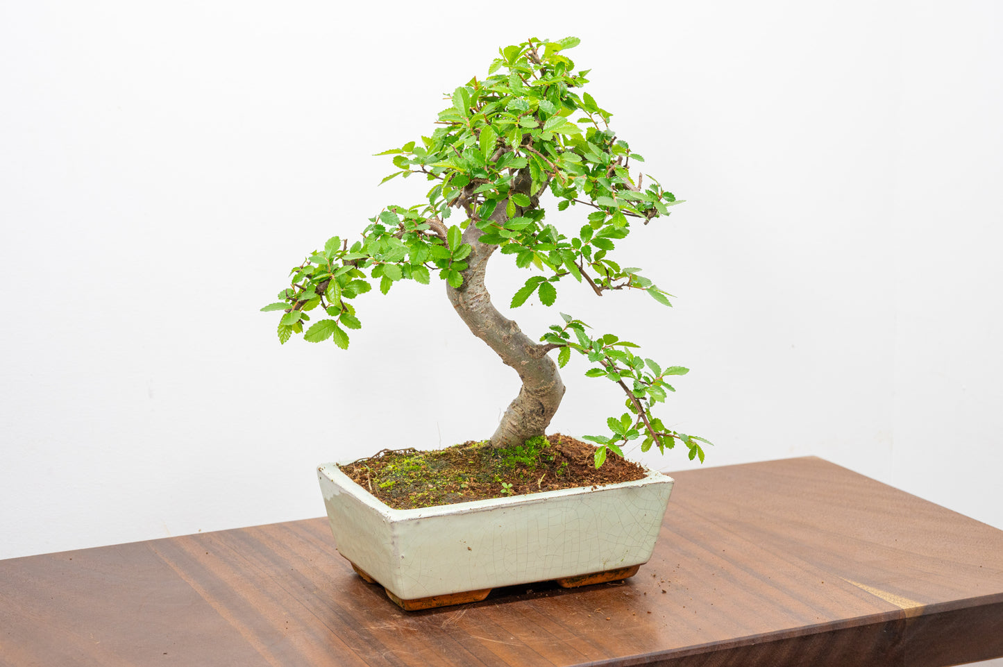 Chinese Elm Bonsai and Care Kit in 18cm Cream Ceramic Pot