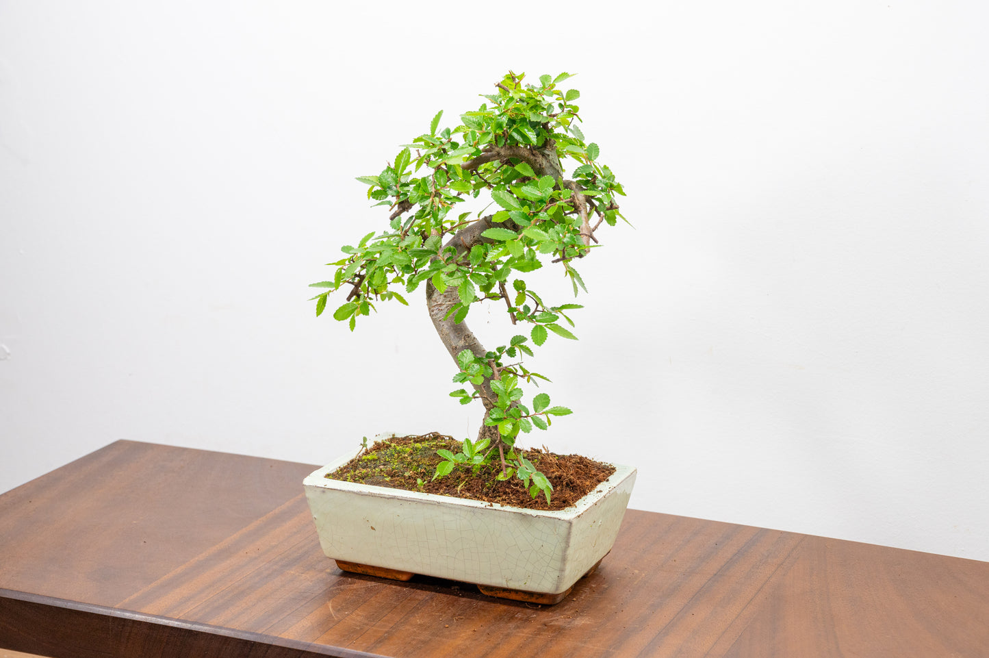 Chinese Elm Bonsai and Care Kit in 18cm Cream Ceramic Pot