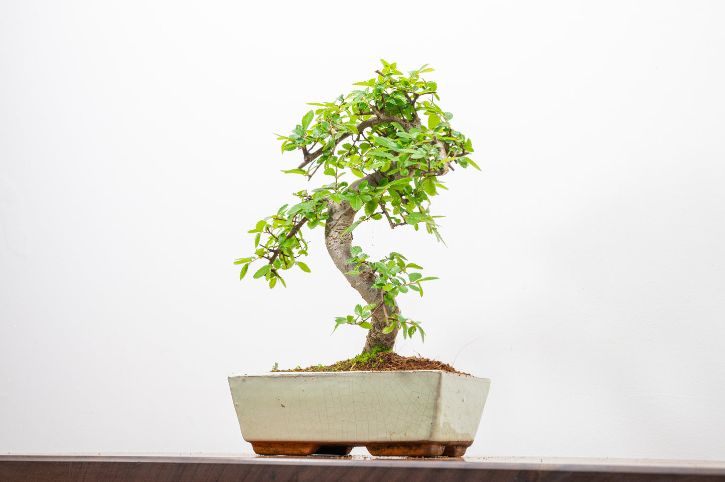 Chinese Elm Bonsai and Care Kit in 18cm Cream Ceramic Pot