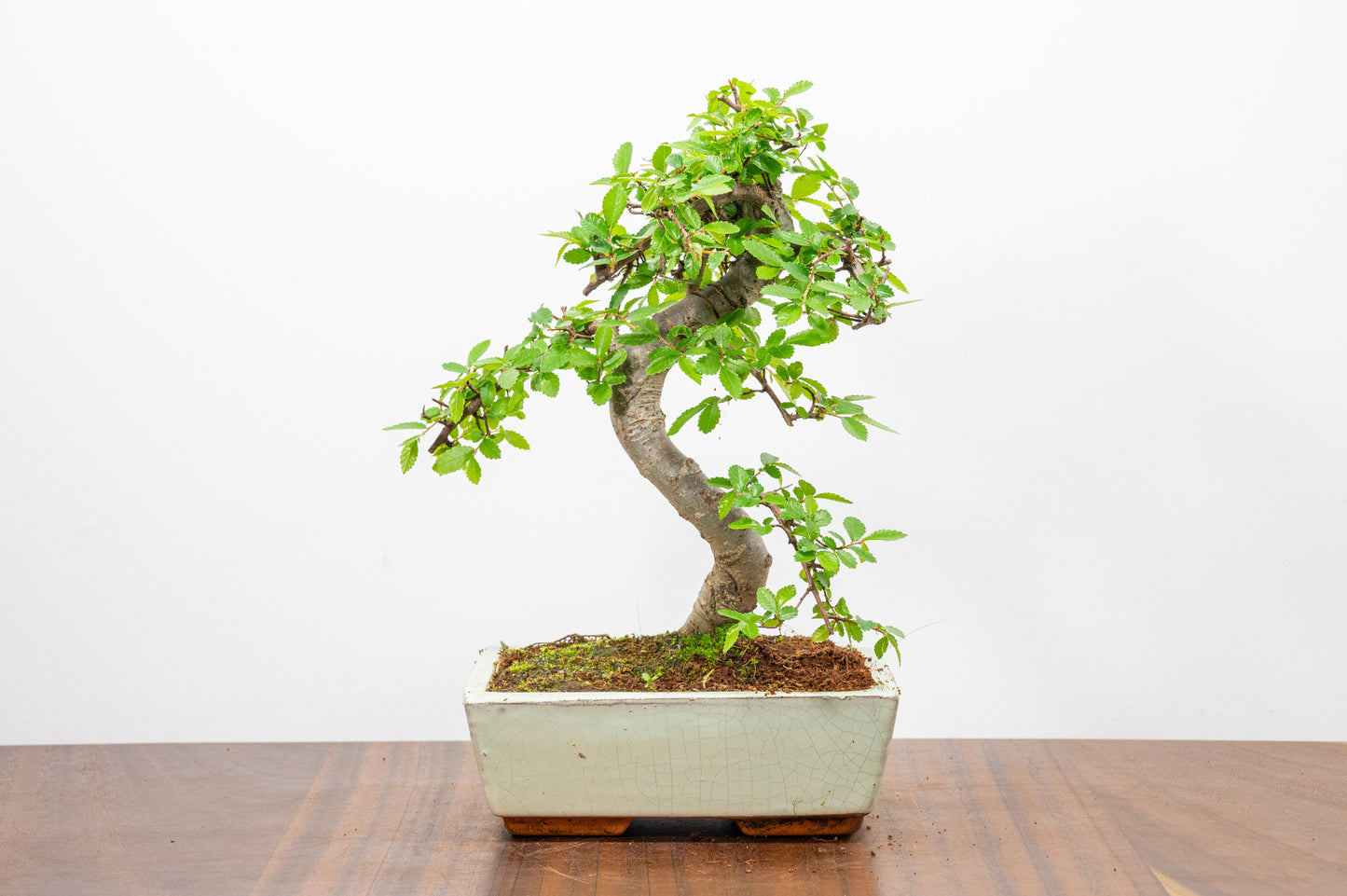 Chinese Elm Bonsai and Care Kit in 18cm Cream Ceramic Pot