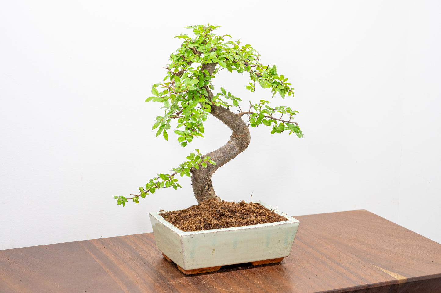 Chinese Elm Bonsai and Care Kit in 18cm Cream Ceramic Pot