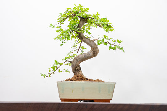 Chinese Elm Bonsai and Care Kit in 18cm Cream Ceramic Pot