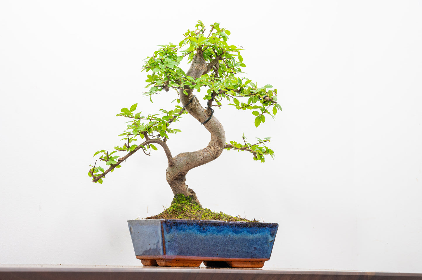 Chinese Elm Bonsai and Care Kit in 18cm Navy Ceramic Pot