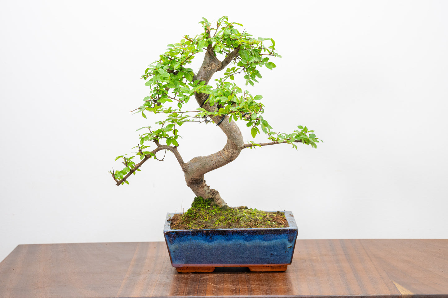 Chinese Elm Bonsai and Care Kit in 18cm Navy Ceramic Pot