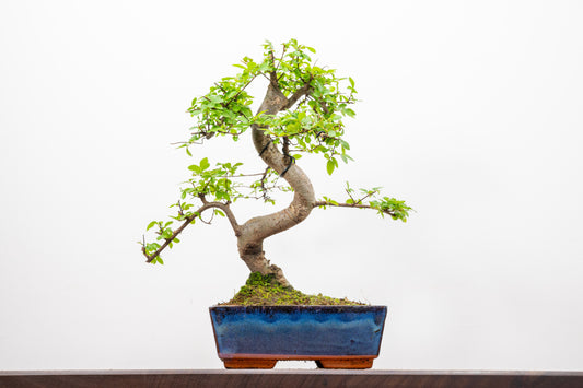 Chinese Elm Bonsai and Care Kit in 18cm Navy Ceramic Pot