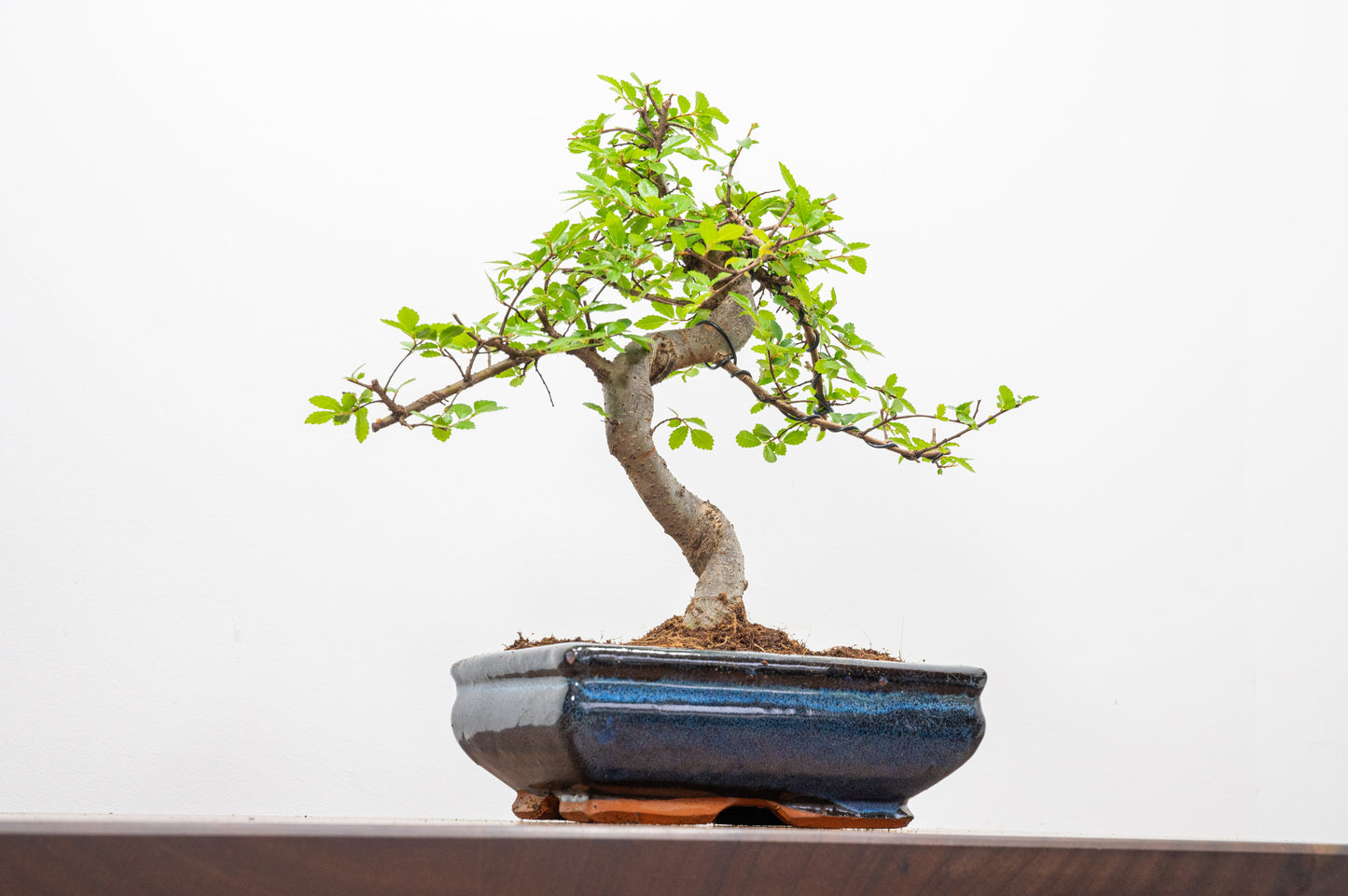 Chinese Elm Bonsai and Care Kit in 18cm Navy Ceramic Pot