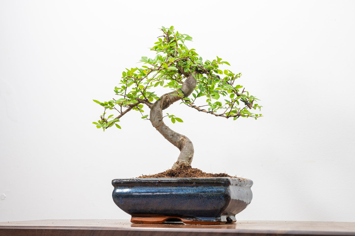 Chinese Elm Bonsai and Care Kit in 18cm Navy Ceramic Pot