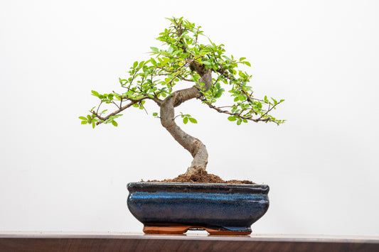 Chinese Elm Bonsai and Care Kit in 18cm Navy Ceramic Pot
