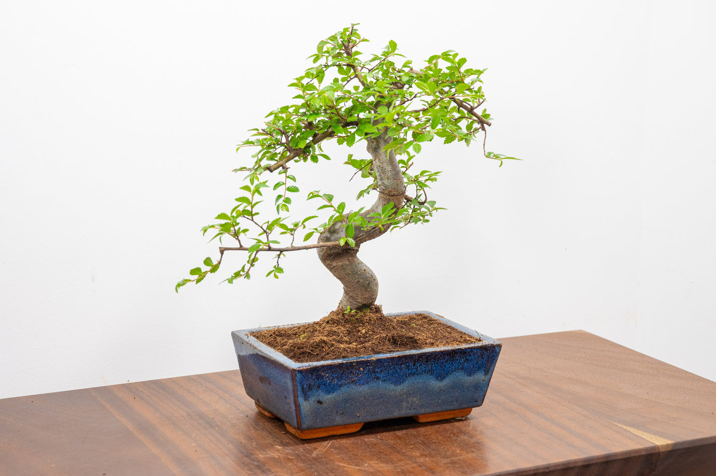 Chinese Elm Bonsai and Care Kit in 18cm Navy Ceramic Pot