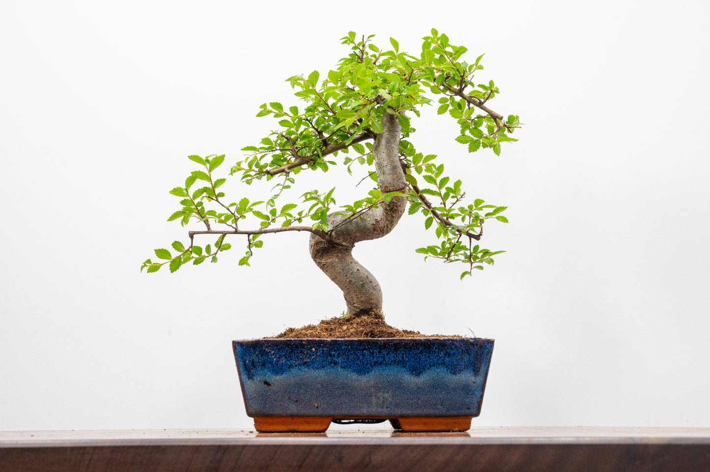 Chinese Elm Bonsai and Care Kit in 18cm Navy Ceramic Pot