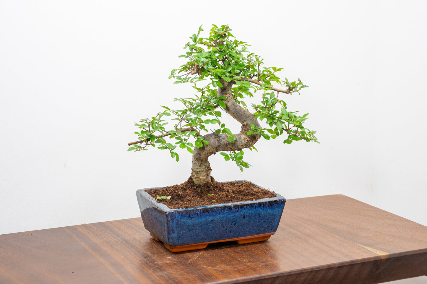 Chinese Elm Bonsai and Care Kit in 18cm Navy Ceramic Pot