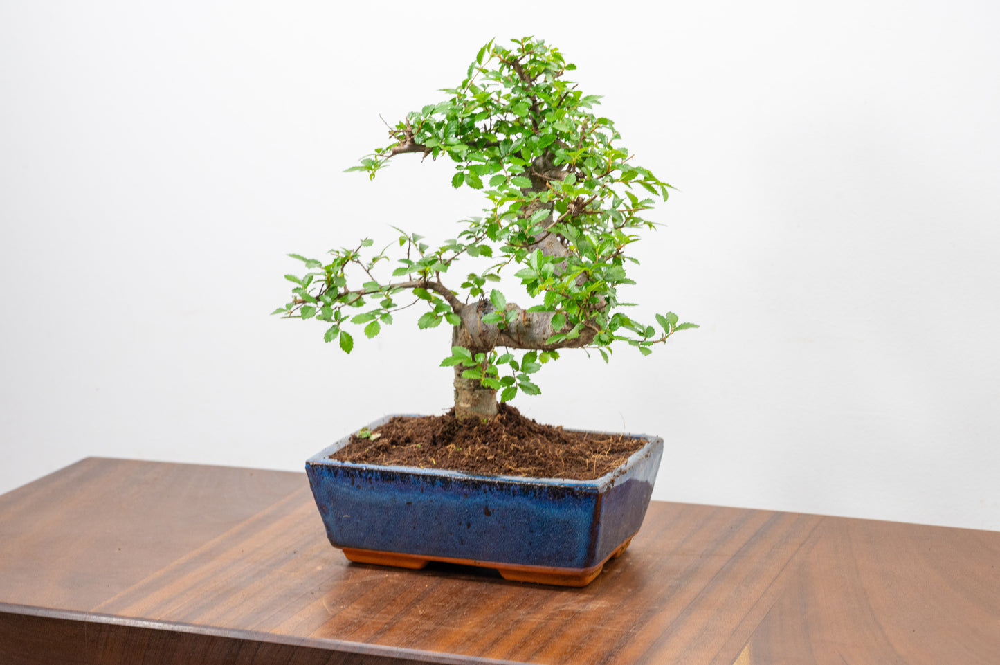 Chinese Elm Bonsai and Care Kit in 18cm Navy Ceramic Pot