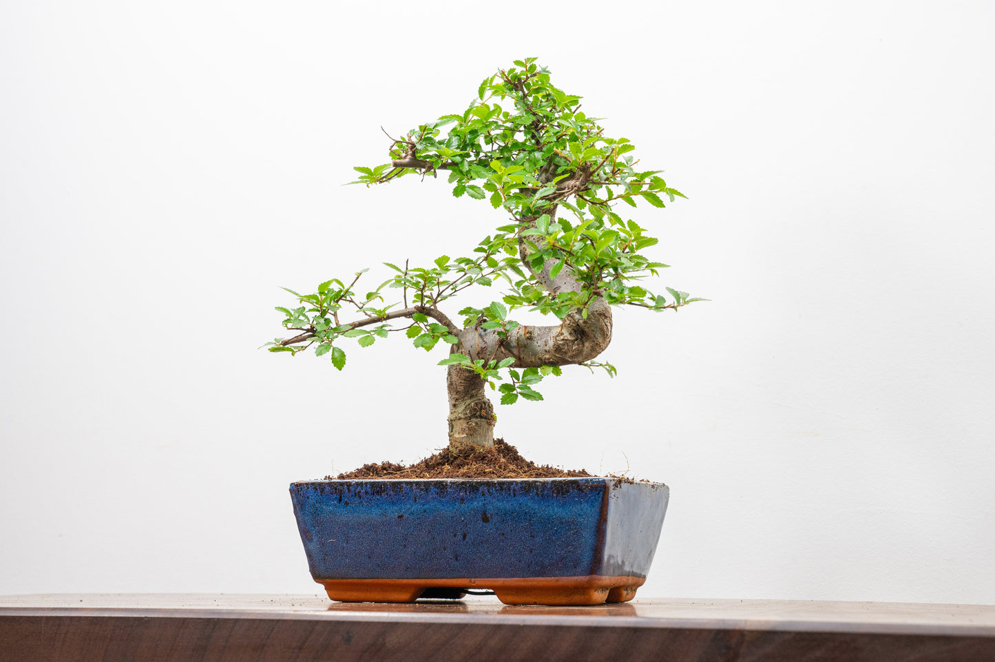 Chinese Elm Bonsai and Care Kit in 18cm Navy Ceramic Pot