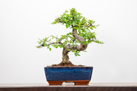 Chinese Elm Bonsai and Care Kit in 18cm Navy Ceramic Pot