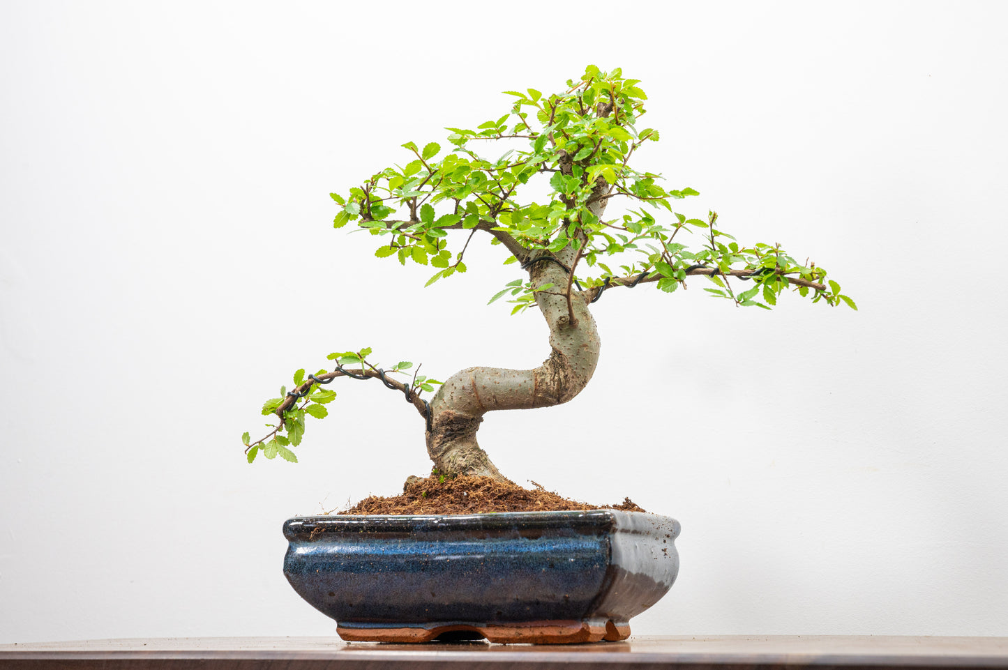 Chinese Elm Bonsai and Care Kit in 18cm Navy Ceramic Pot