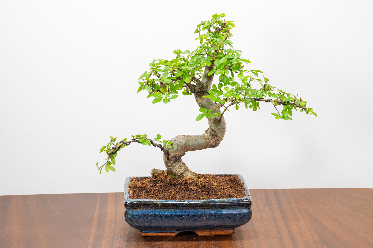 Chinese Elm Bonsai and Care Kit in 18cm Navy Ceramic Pot