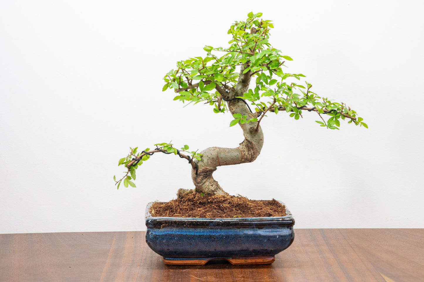 Chinese Elm Bonsai and Care Kit in 18cm Navy Ceramic Pot