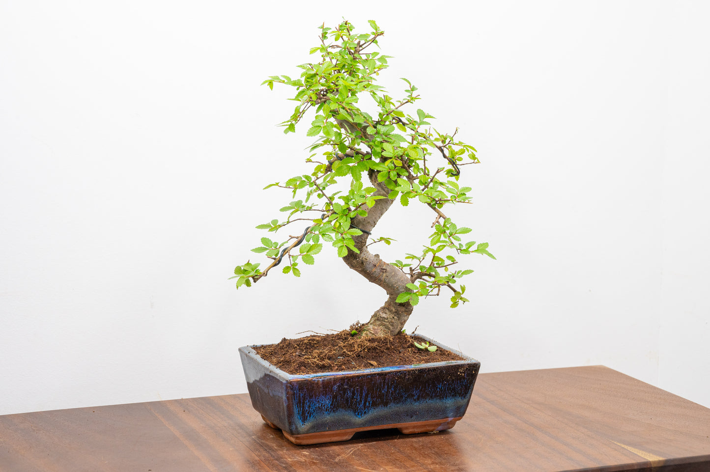 Chinese Elm Bonsai and Care Kit in 18cm Navy Ceramic Pot