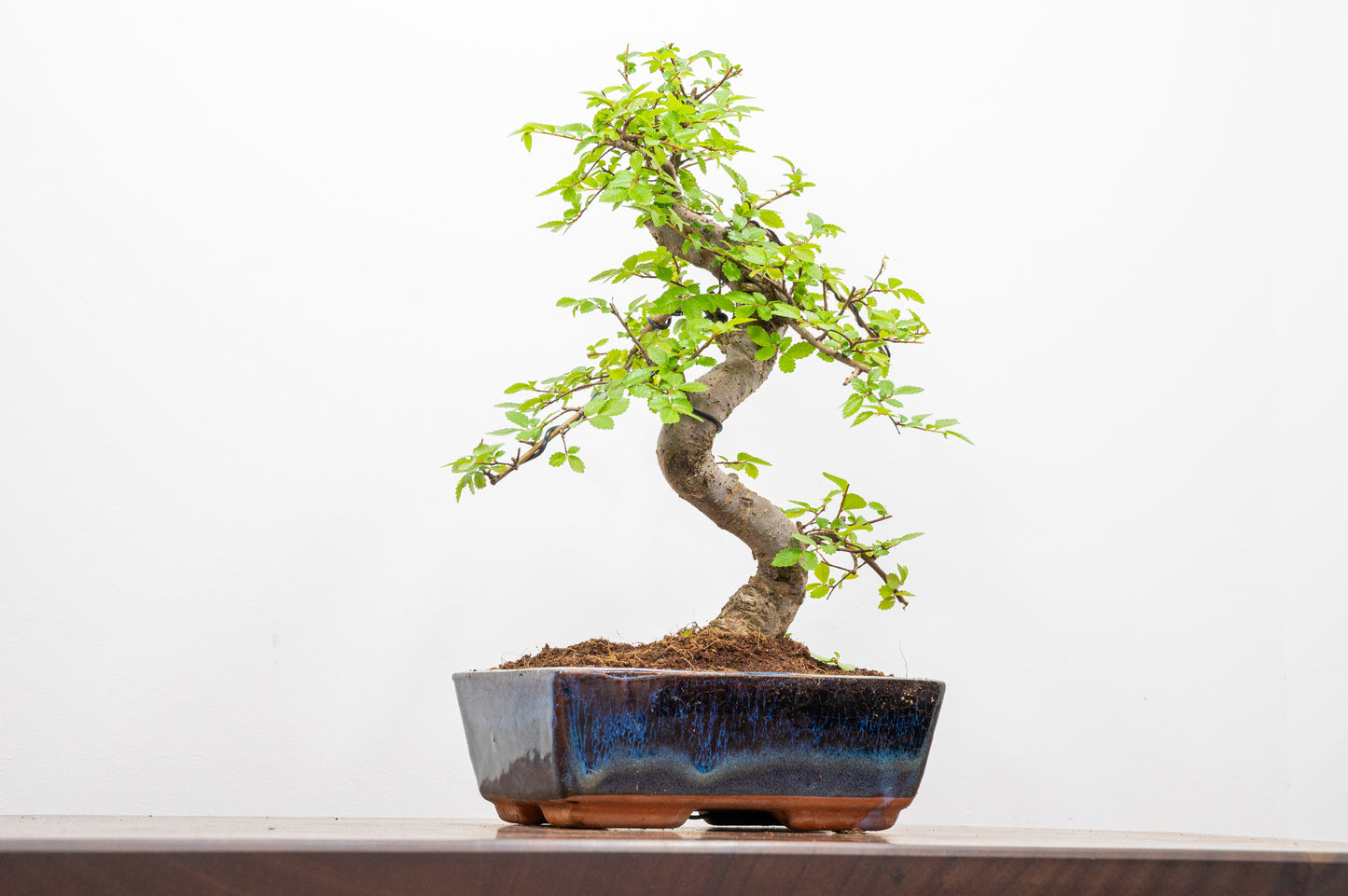 Chinese Elm Bonsai and Care Kit in 18cm Navy Ceramic Pot