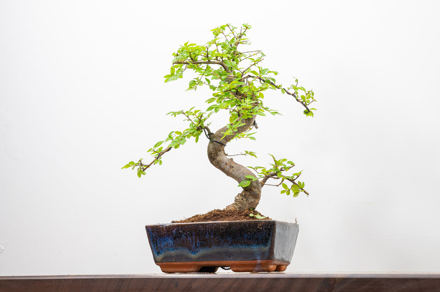 Chinese Elm Bonsai and Care Kit in 18cm Navy Ceramic Pot