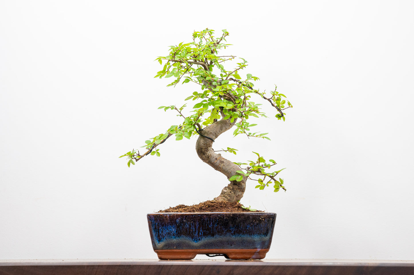 Chinese Elm Bonsai and Care Kit in 18cm Navy Ceramic Pot