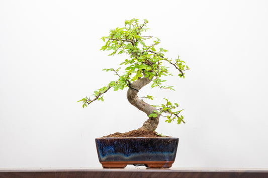 Chinese Elm Bonsai and Care Kit in 18cm Navy Ceramic Pot