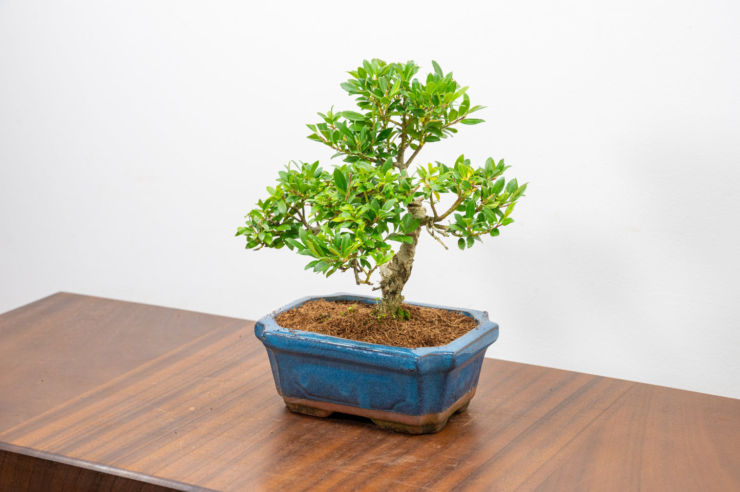 Japanese Holly Bonsai - 15cm Navy Ceramic Pot