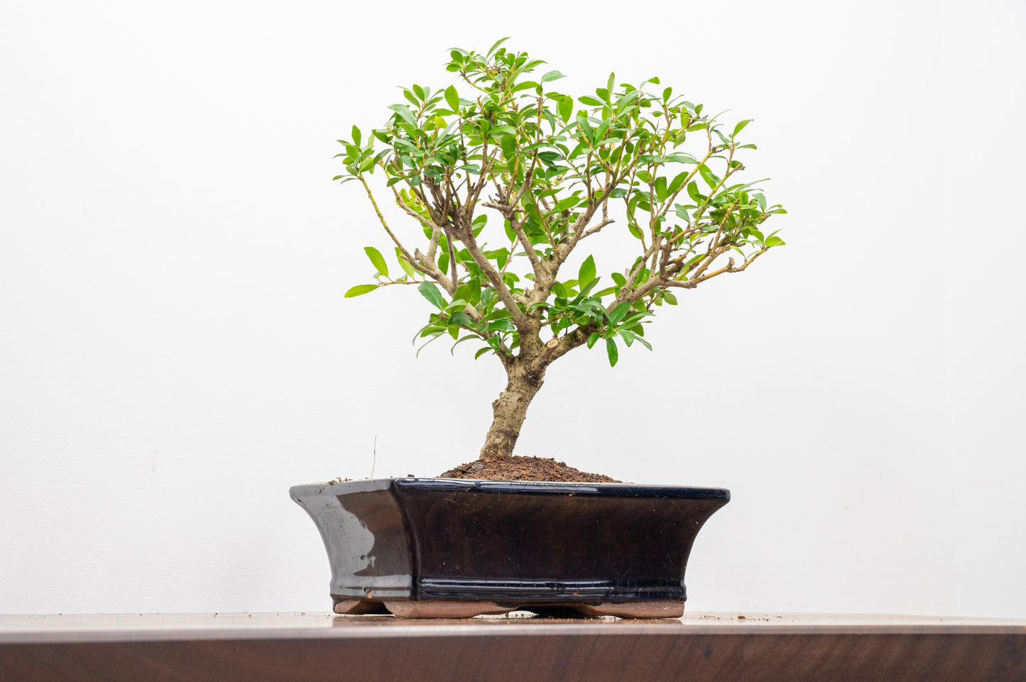 Japanese Holly Bonsai  ' Broom style' - 18cm Navy Ceramic Pot