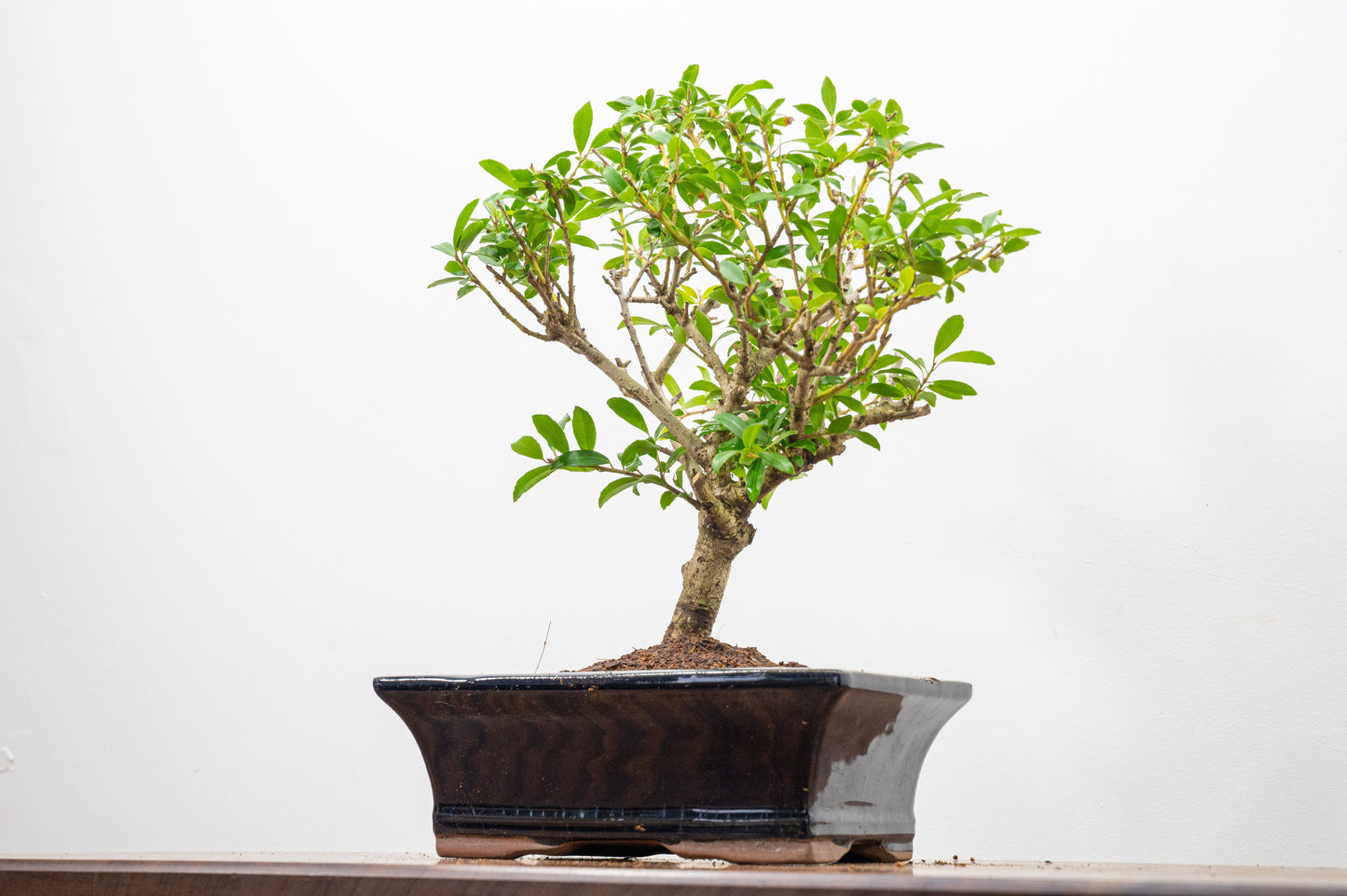 Japanese Holly Bonsai  ' Broom style' - 18cm Navy Ceramic Pot