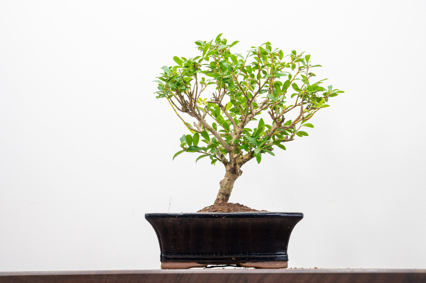 Japanese Holly Bonsai  ' Broom style' - 18cm Navy Ceramic Pot