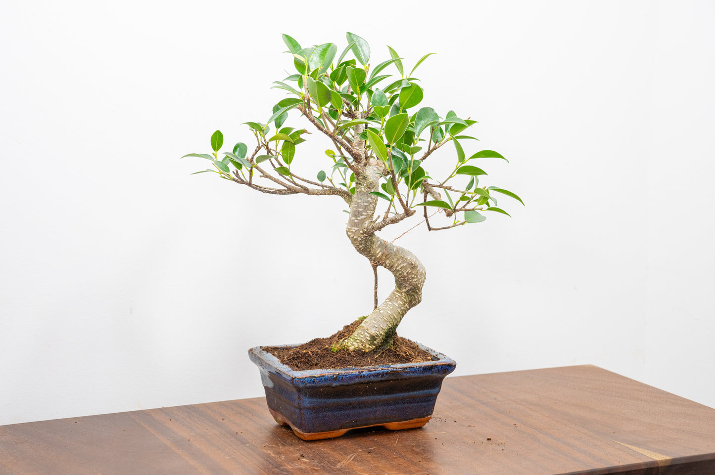 Banyan Fig Bonsai  S Trunk - 15cm Navy Ceramic Pot + Care Kit