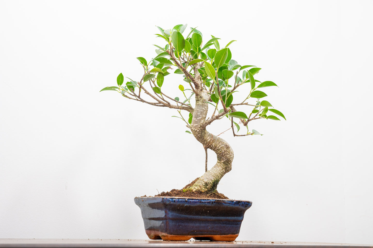 Banyan Fig Bonsai  S Trunk - 15cm Navy Ceramic Pot + Care Kit