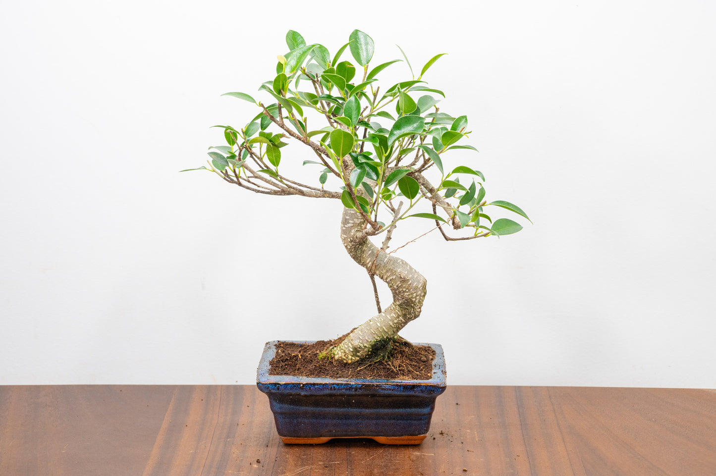 Banyan Fig Bonsai  S Trunk - 15cm Navy Ceramic Pot + Care Kit
