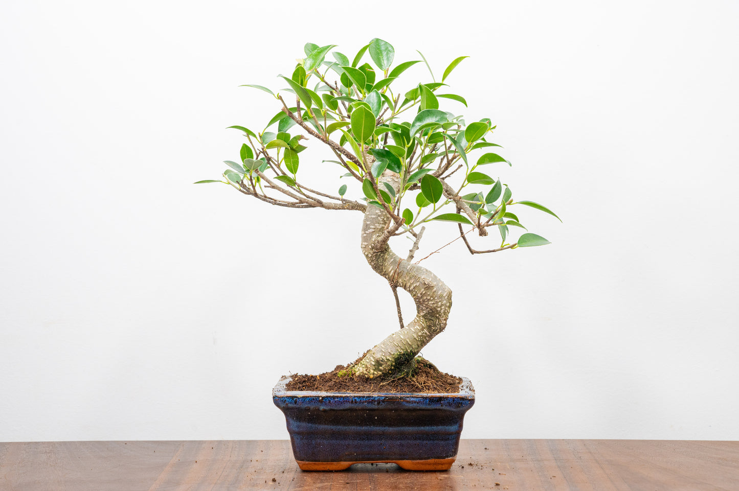 Banyan Fig Bonsai  S Trunk - 15cm Navy Ceramic Pot + Care Kit