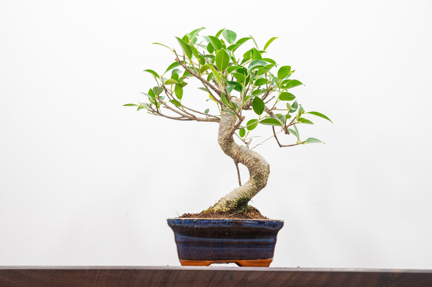 Banyan Fig Bonsai  S Trunk - 15cm Navy Ceramic Pot + Care Kit