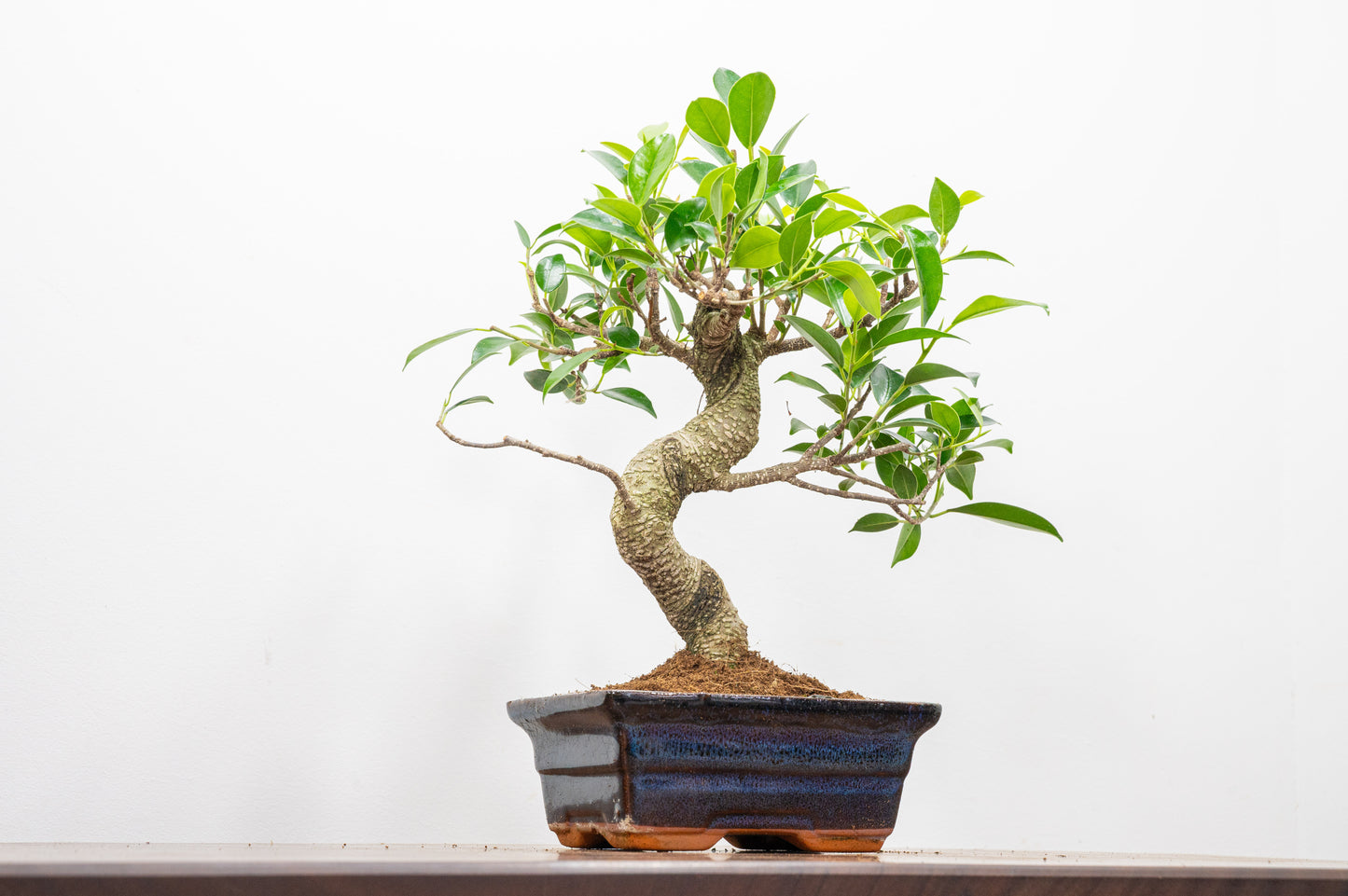 Banyan Fig Bonsai  S Trunk - 15cm Navy Ceramic Pot + Care Kit