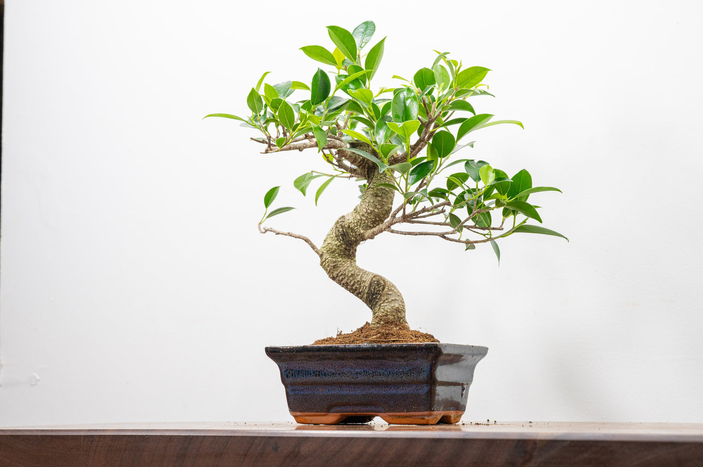 Banyan Fig Bonsai  S Trunk - 15cm Navy Ceramic Pot + Care Kit