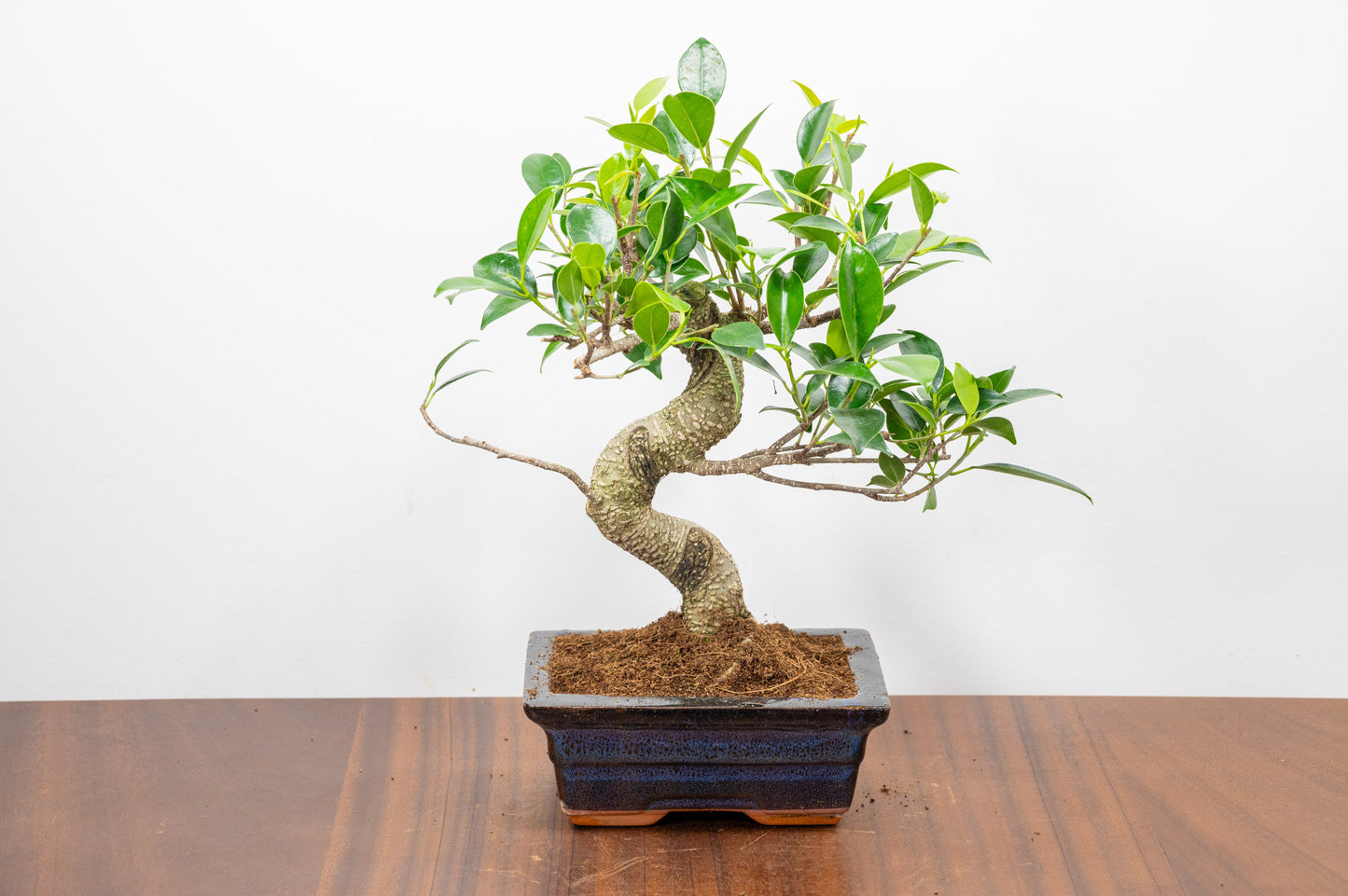 Banyan Fig Bonsai  S Trunk - 15cm Navy Ceramic Pot + Care Kit