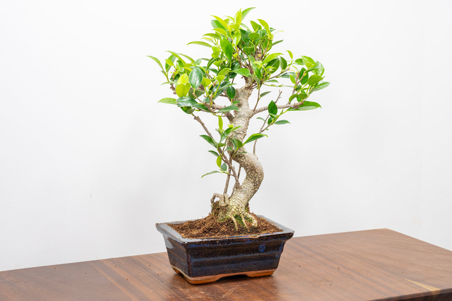 Banyan Fig Bonsai  S Trunk - 15cm Navy Ceramic Pot + Care Kit
