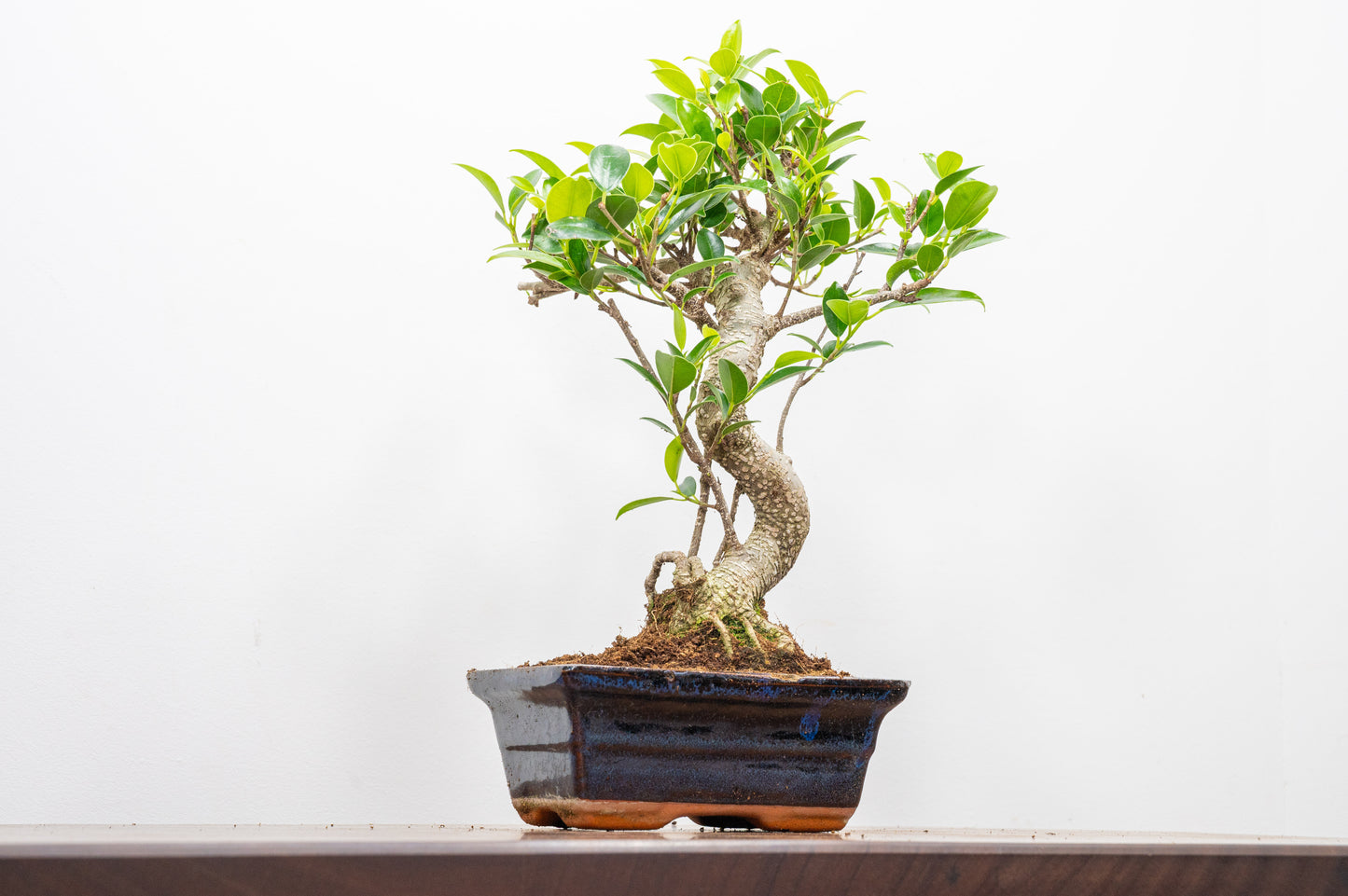 Banyan Fig Bonsai  S Trunk - 15cm Navy Ceramic Pot + Care Kit