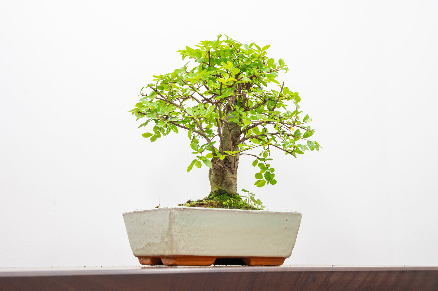 Chinese Elm Bonsai and Care Kit in 18cm Cream Ceramic Pot