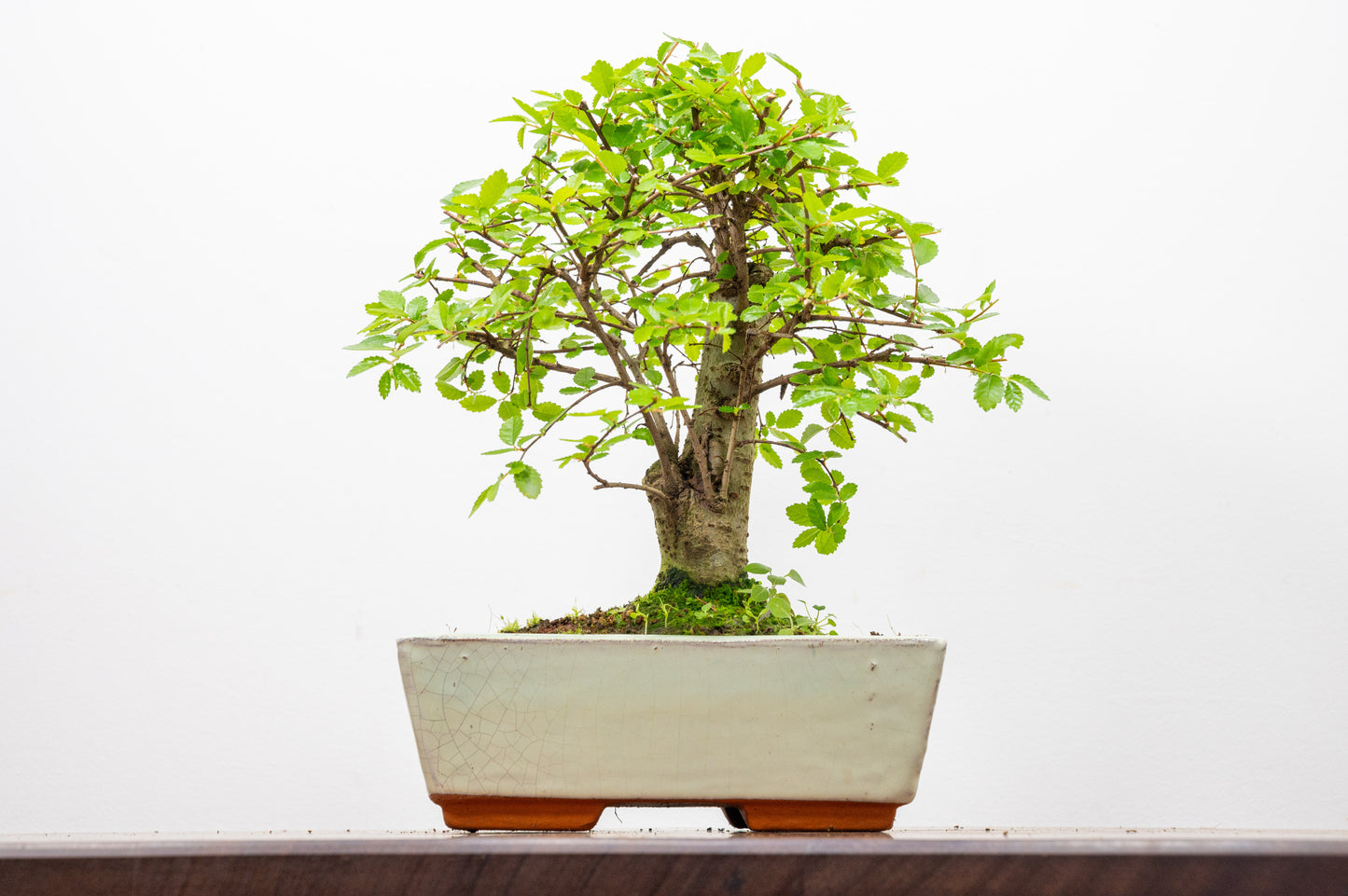 Chinese Elm Bonsai and Care Kit in 18cm Cream Ceramic Pot