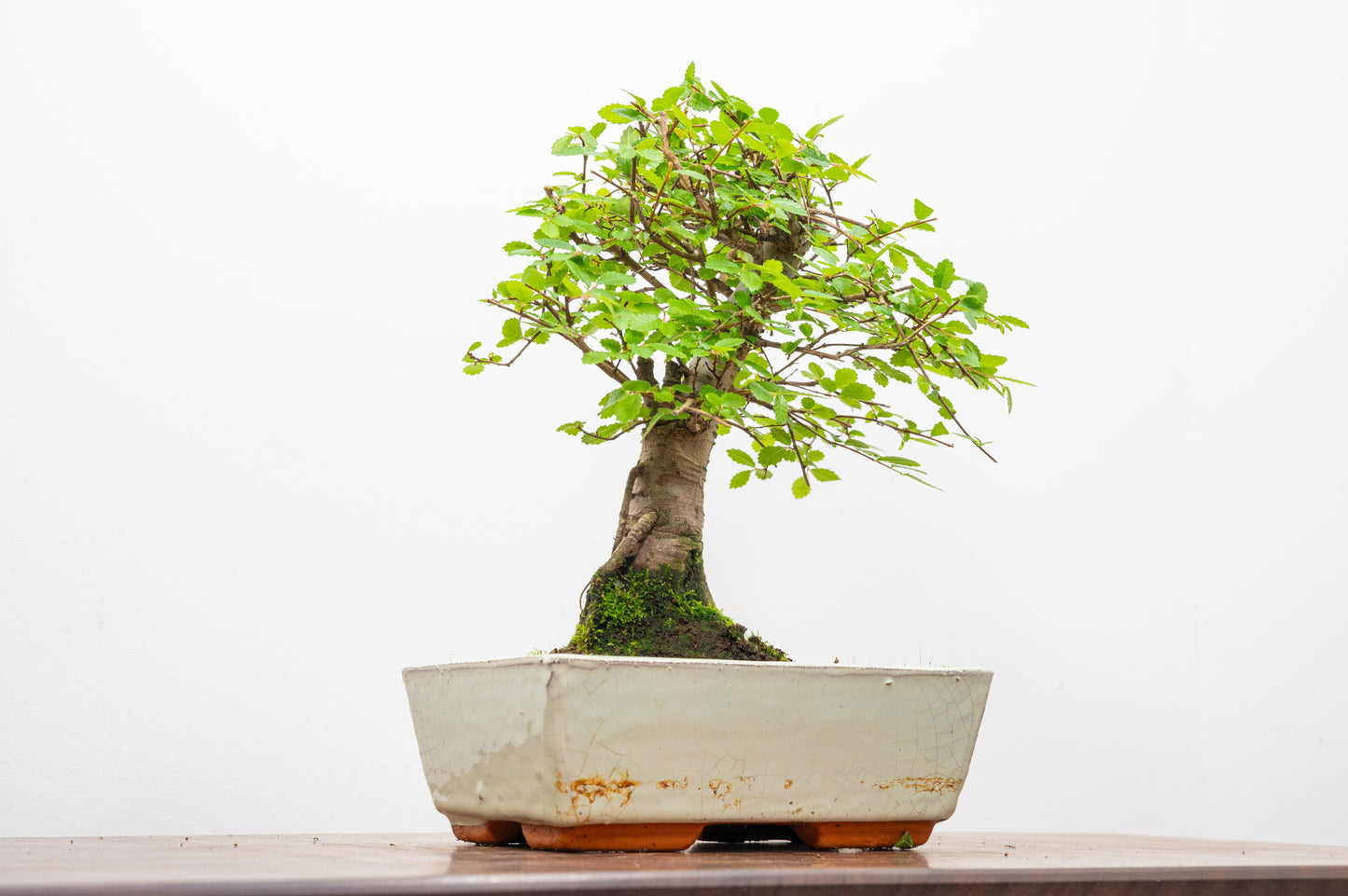 Chinese Elm Bonsai and Care Kit in 18cm Cream Ceramic Pot