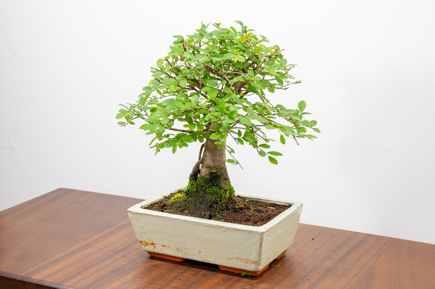 Chinese Elm Bonsai and Care Kit in 18cm Cream Ceramic Pot