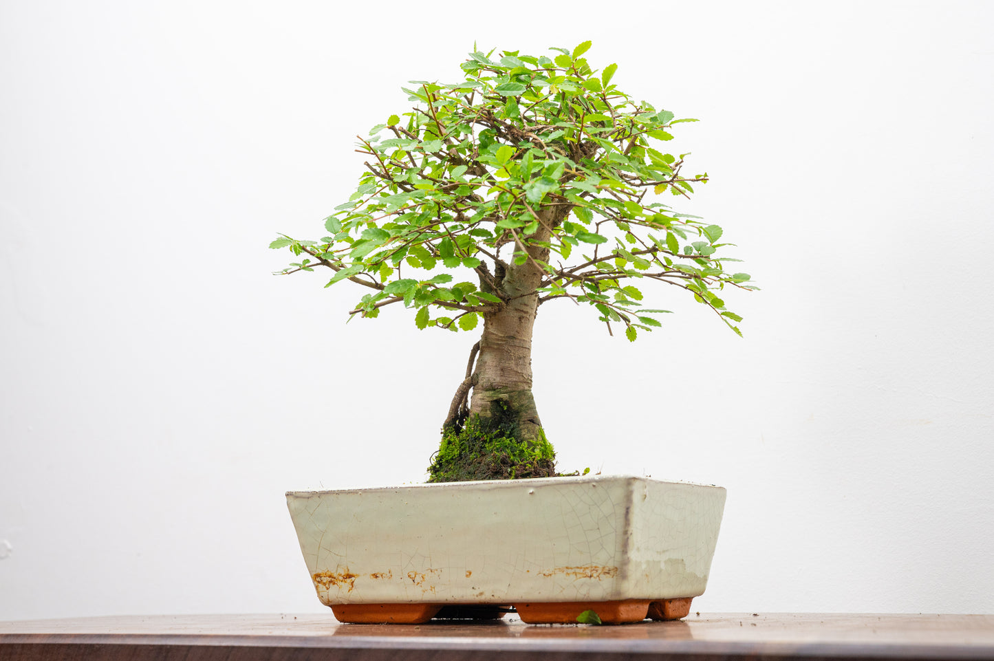 Chinese Elm Bonsai and Care Kit in 18cm Cream Ceramic Pot