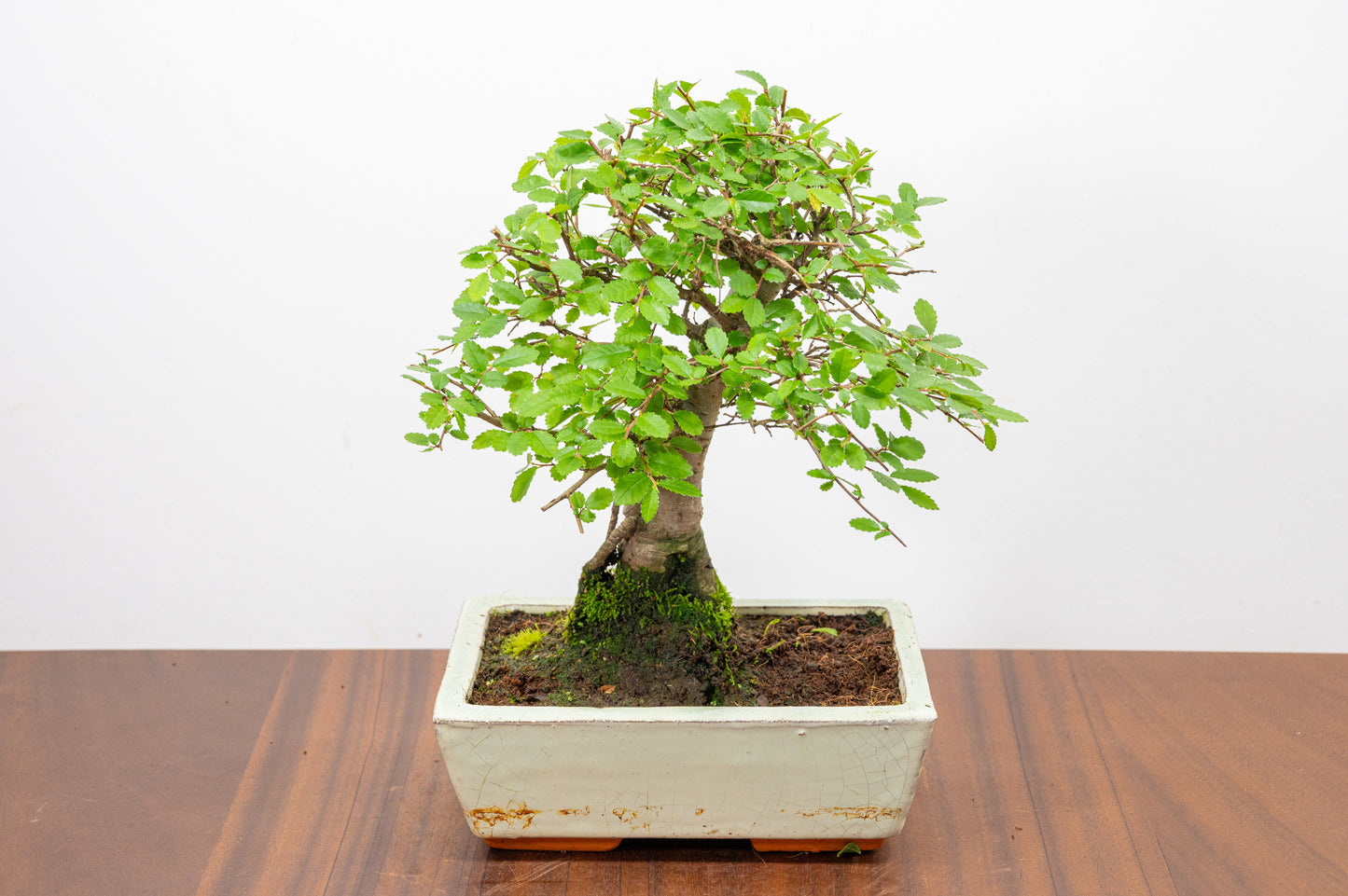 Chinese Elm Bonsai and Care Kit in 18cm Cream Ceramic Pot