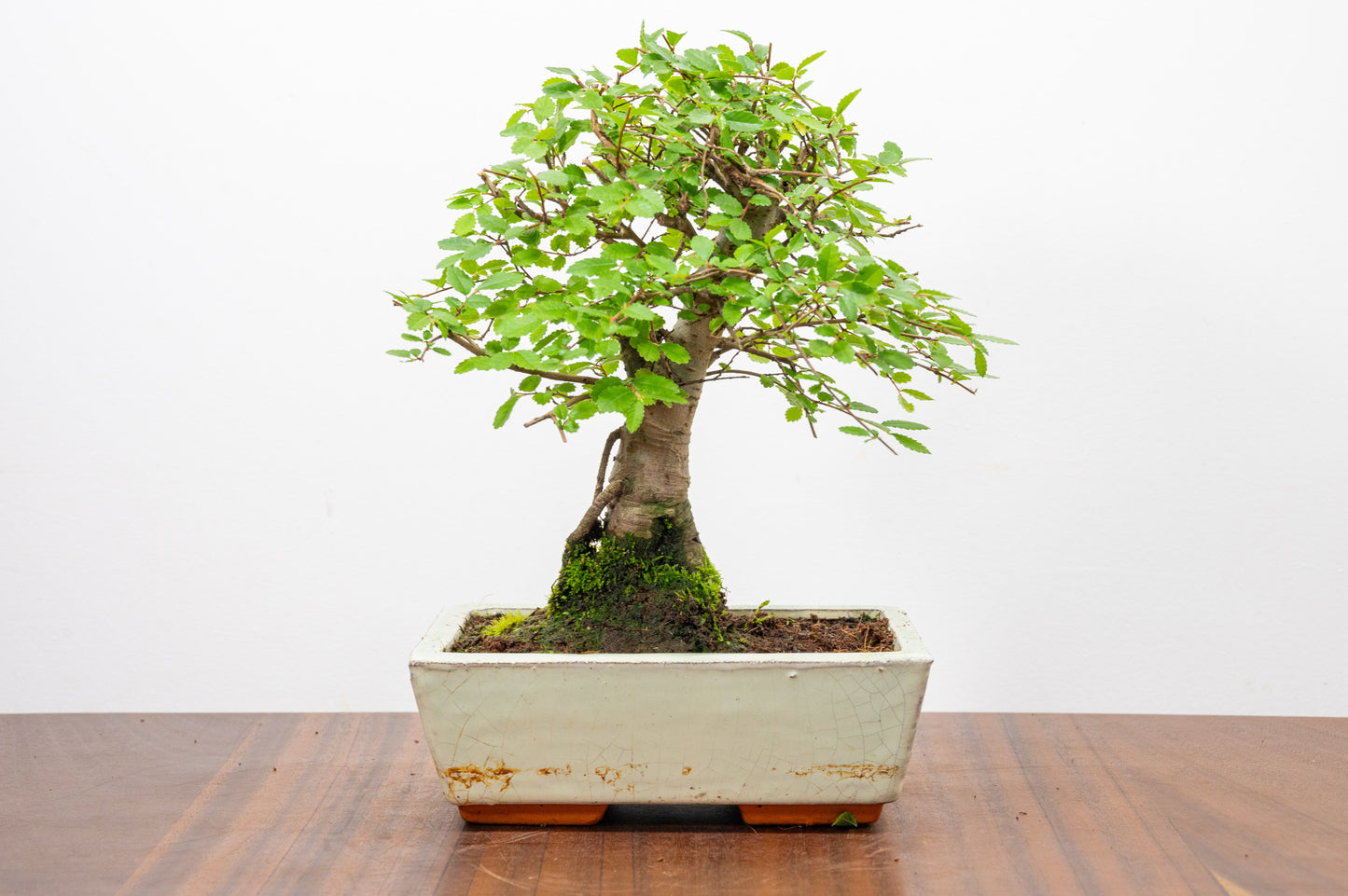 Chinese Elm Bonsai and Care Kit in 18cm Cream Ceramic Pot