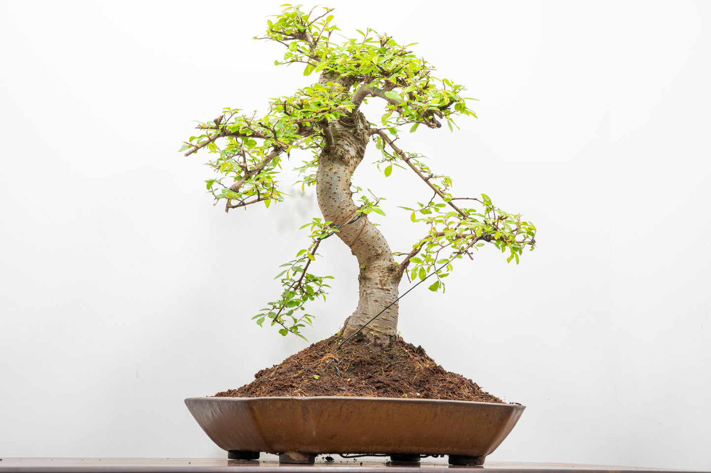 Large Chinese Elm Bonsai in a 28cm Venus Brown Dish
