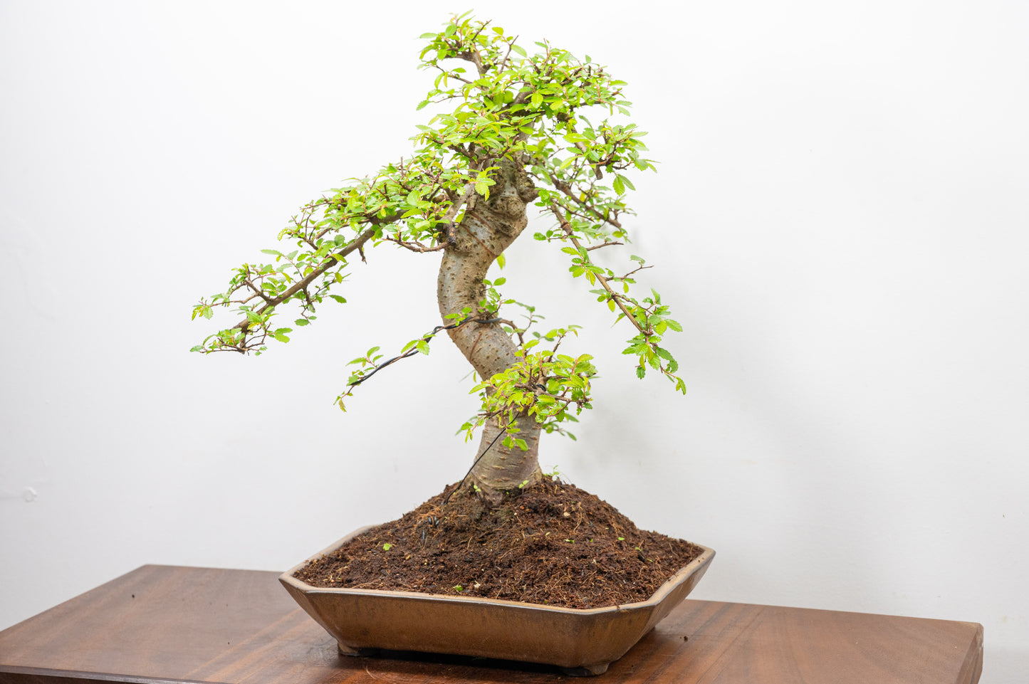 Large Chinese Elm Bonsai in a 28cm Venus Brown Dish
